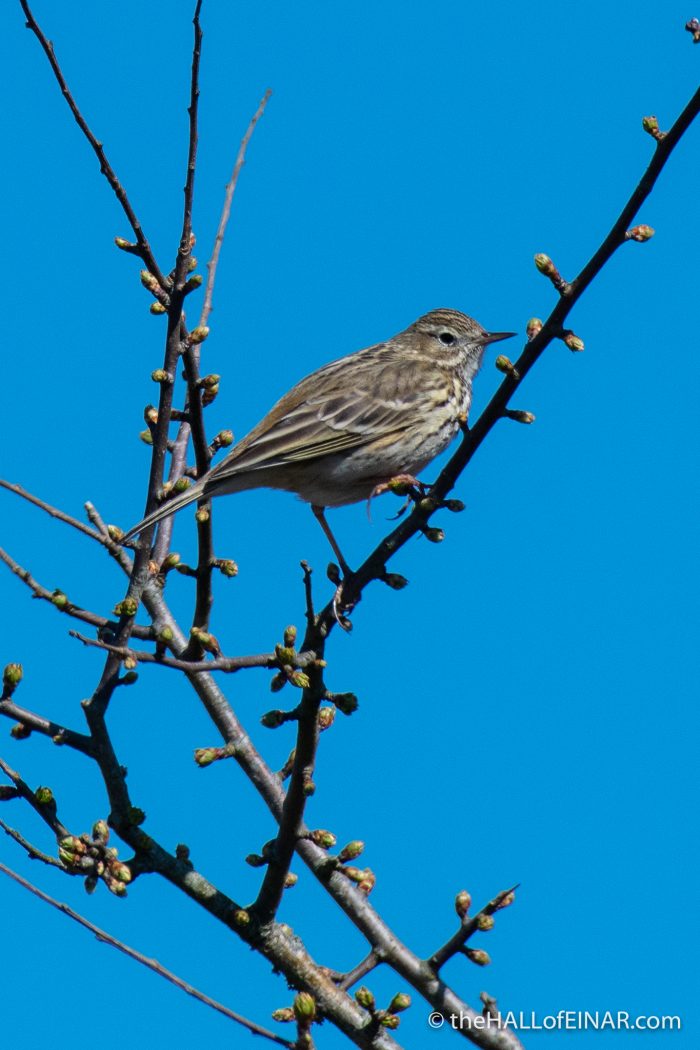 Meadow pipit - The Hall of Einar - photograph (c) David Bailey (not the)