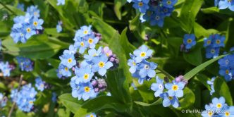 Forget-Me-Not - The Hall of Einar - photograph (c) David Bailey