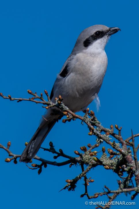Great Grey Shrike - The Hall of Einar - photograph (c) David Bailey (not the)