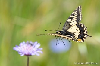 Swallowtail Butterfly - Matera - The Hall of Einar - photograph (c) David Bailey (not the)