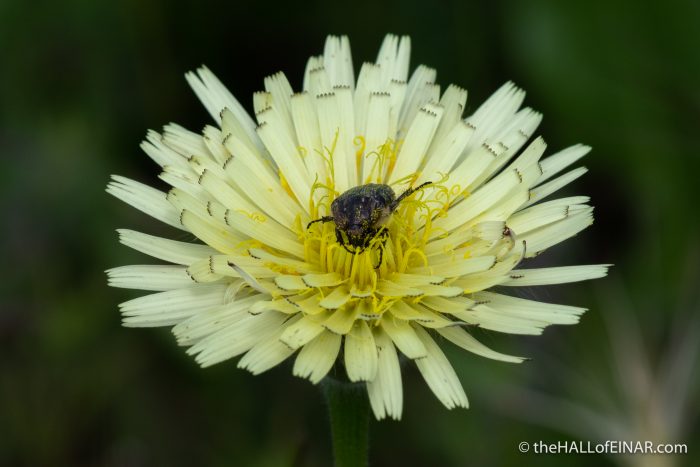 Mediterranean Spotted Chafers - Matera - The Hall of Einar - photograph (c) David Bailey (not the)