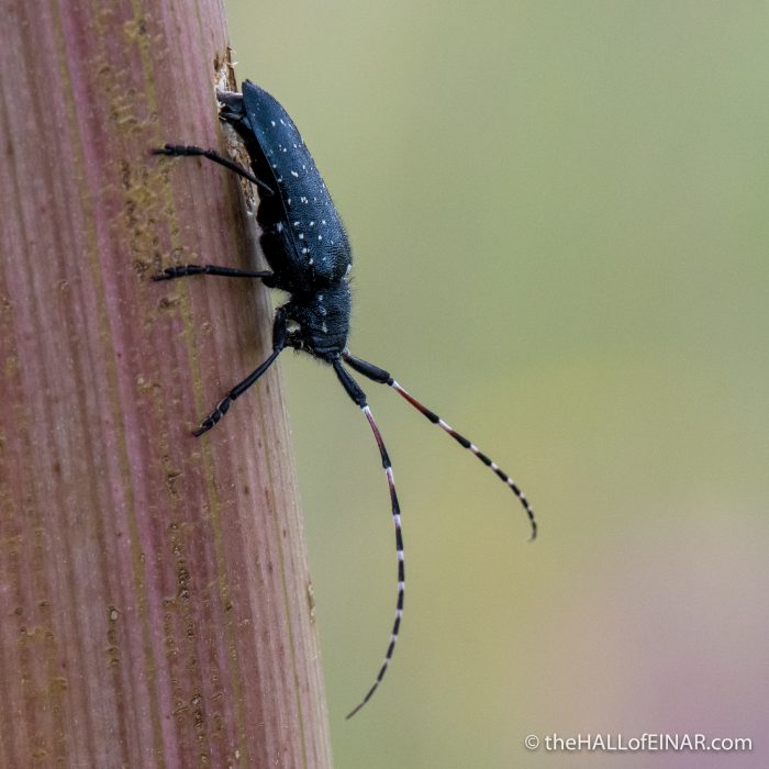 Agapanthia irrorata - The Hall of Einar - photograph (c) David Bailey (not the)