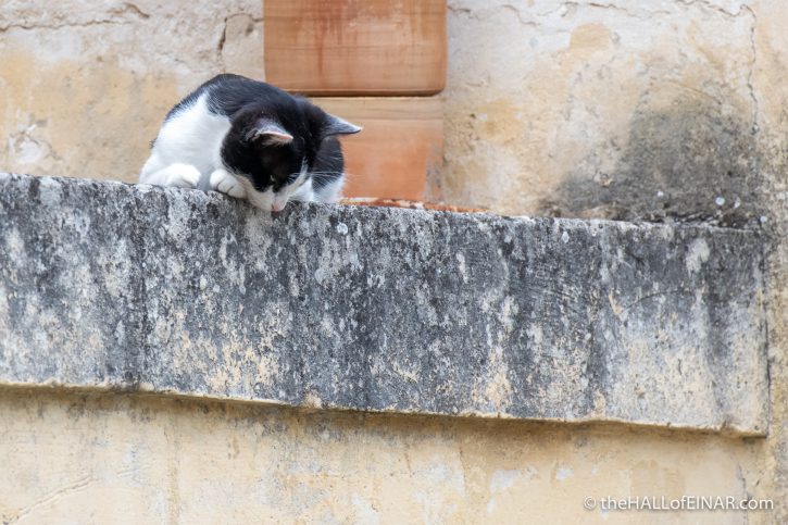 Feral Cat, Matera - The Hall of Einar - photograph (c) David Bailey (not the)
