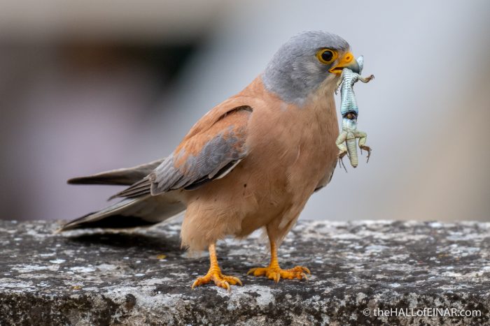 Lesser Kestrel - Matera - The Hall of Einar - photograph (c) David Bailey (not the)