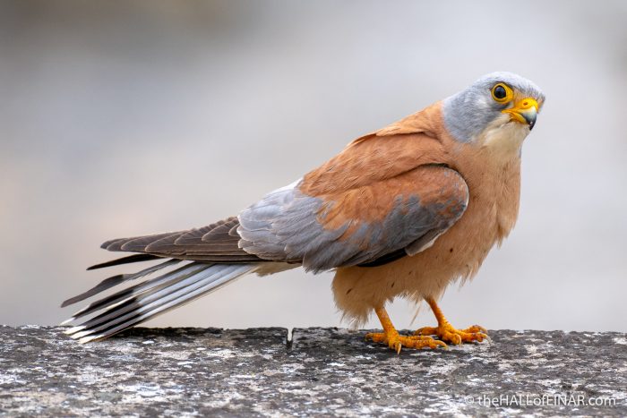 Lesser Kestrel - Matera - The Hall of Einar - photograph (c) David Bailey (not the)