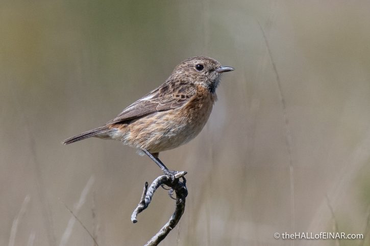 Stonechat - Trendlebere Down - The Hall of Einar - photograph (c) David Bailey (not the)