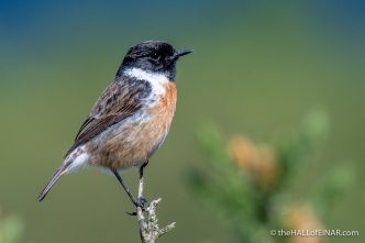 Stonechat - Trendlebere Down - The Hall of Einar - photograph (c) David Bailey (not the)