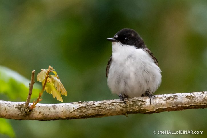 Pied Flycatcher in Yarner Wood - The Hall of Einar - photograph (c) David Bailey (not the)