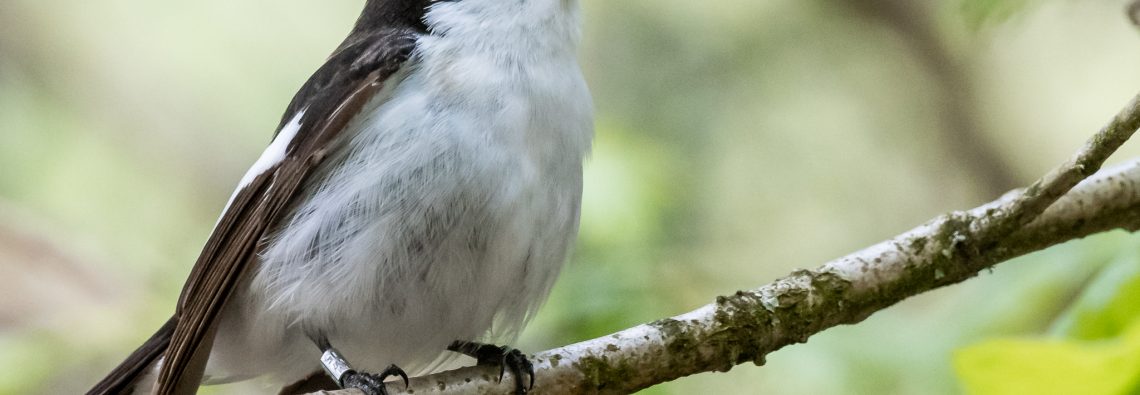 Pied Flycatcher in Yarner Wood - The Hall of Einar - photograph (c) David Bailey (not the)