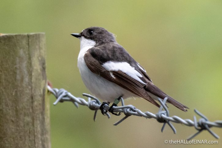 Pied Flycatcher in Yarner Wood - The Hall of Einar - photograph (c) David Bailey (not the)
