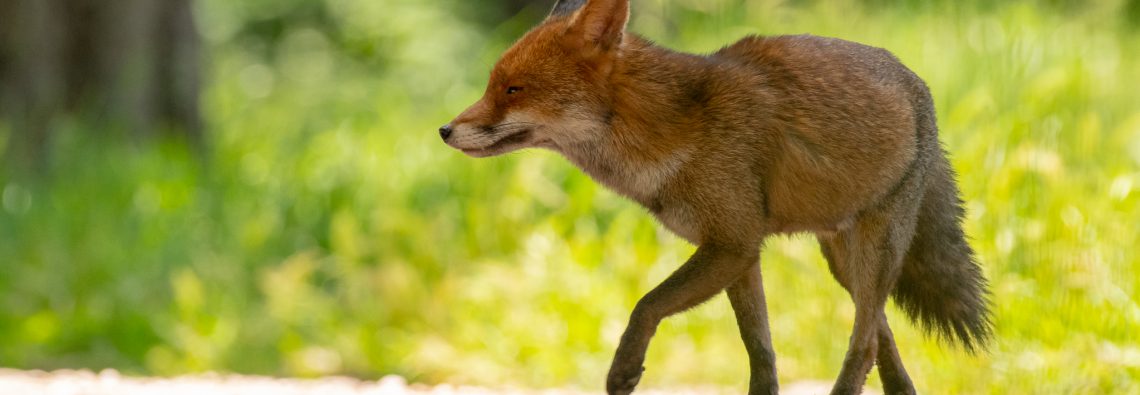 Fox - Villa Pamphilj - The Hall of Einar - photograph (c) David Bailey (not the)