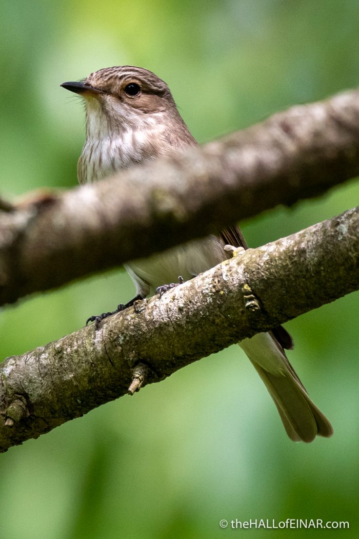 Spotted Flycatcher - Villa Pamphilj - The Hall of Einar - photograph (c) David Bailey (not the)