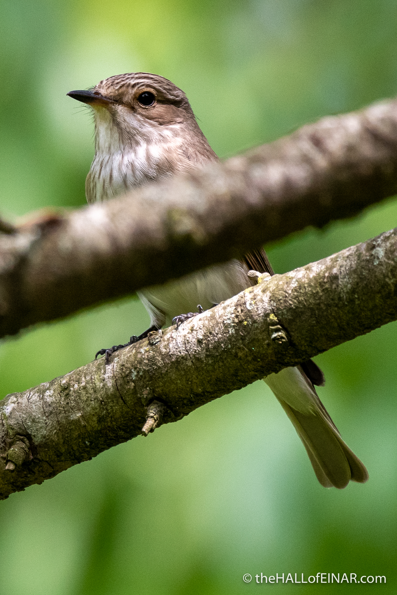 Spotted Flycatcher - Villa Pamphilj - The Hall of Einar - photograph (c) David Bailey (not the)