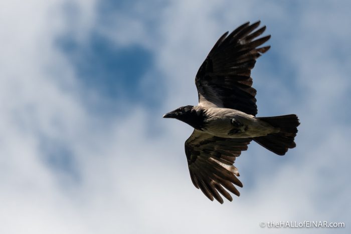 Hooded Crow - Villa Pamphilj - The Hall of Einar - photograph (c) David Bailey (not the)