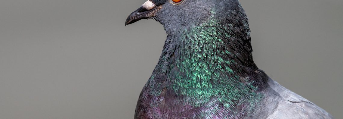 Feral Pigeon - Villa Pamphilj - The Hall of Einar - photograph (c) David Bailey (not the)