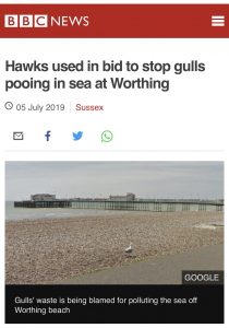 BBC News Worthing - Hawks used in bid to stop gulls pooing in sea at Worthing