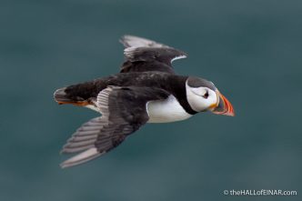 Puffin - Bempton - The Hall of Einar - photograph (c) David Bailey (not the)