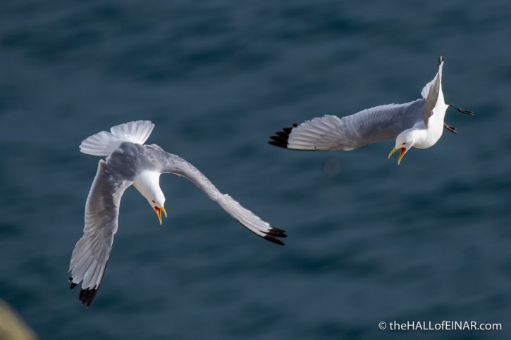Kittiwakes fighting at Bempton - The Hall of Einar - photograph (c) David Bailey (not the)