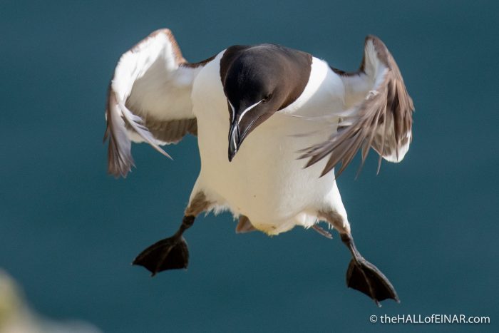 Razorbill - Bempton - The Hall of Einar - photograph (c) David Bailey (not the)