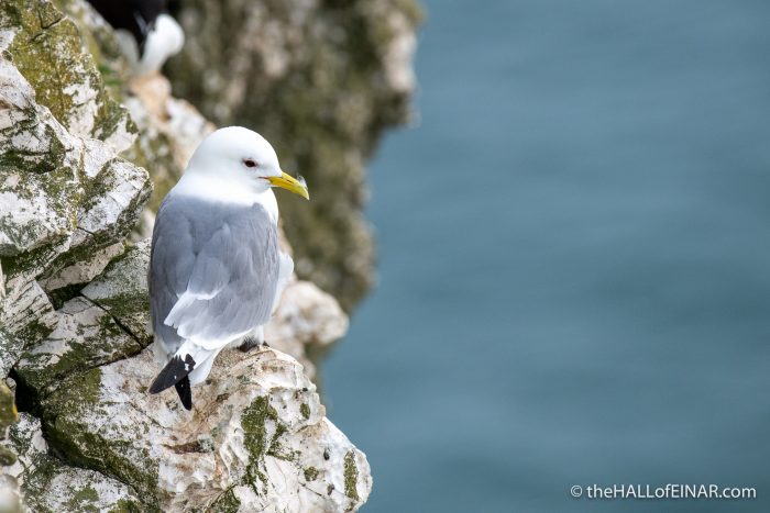 Kittiwake - Bempton - The Hall of Einar - photograph (c) David Bailey (not the)