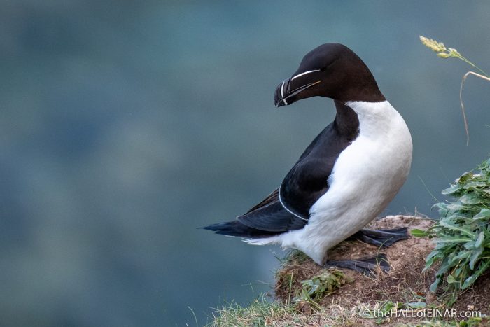 Razorbill - Bempton - The Hall of Einar - photograph (c) David Bailey (not the)