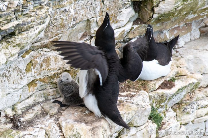 Razorbill with chick - Bempton - The Hall of Einar - photograph (c) David Bailey (not the)