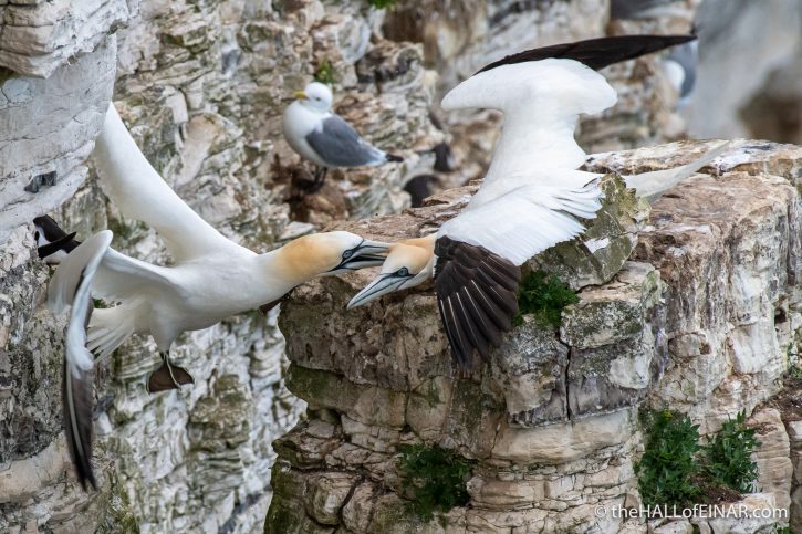 Gannets fighting at Bempton - The Hall of Einar - photograph (c) David Bailey (not the)