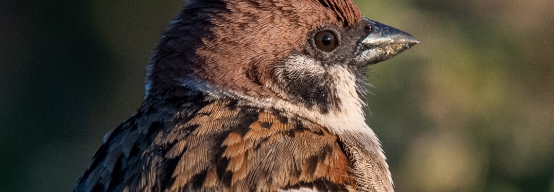 Tree Sparrow at Bempton - The Hall of Einar - photograph (c) David Bailey (not the)