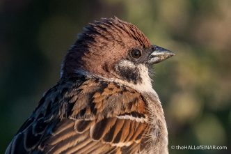 Tree Sparrow at Bempton - The Hall of Einar - photograph (c) David Bailey (not the)
