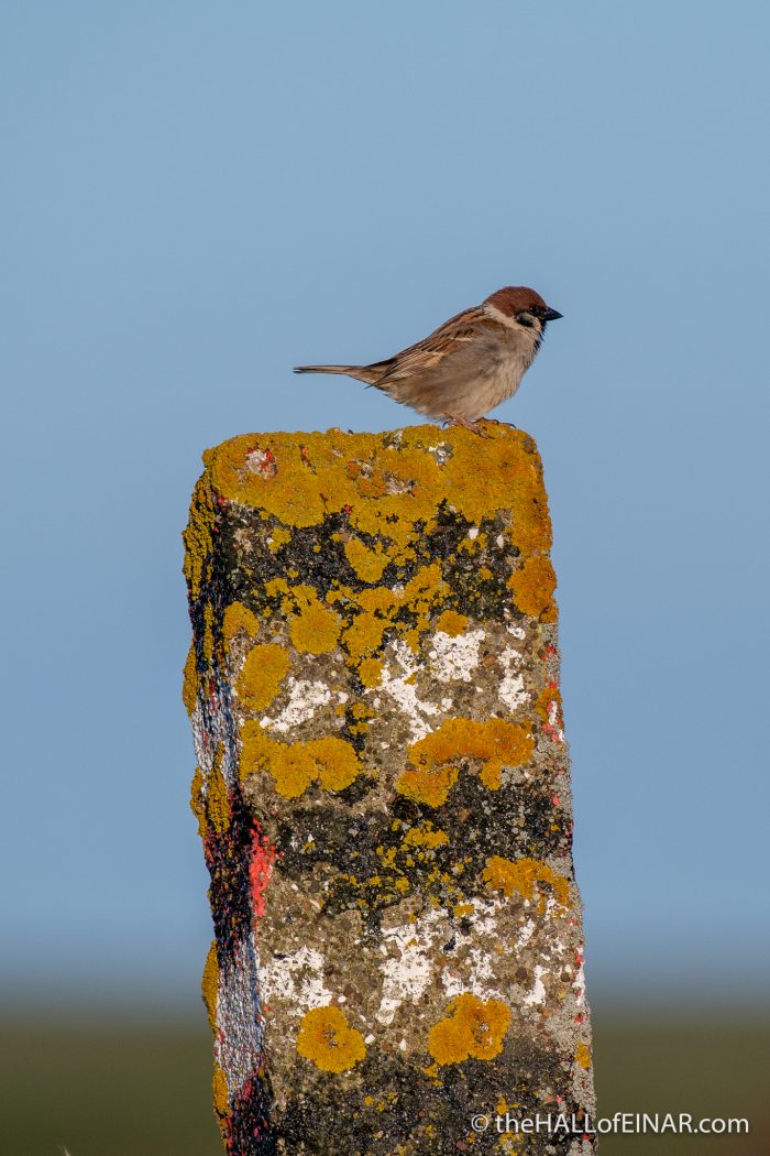 Tree Sparrow at Bempton - The Hall of Einar - photograph (c) David Bailey (not the)