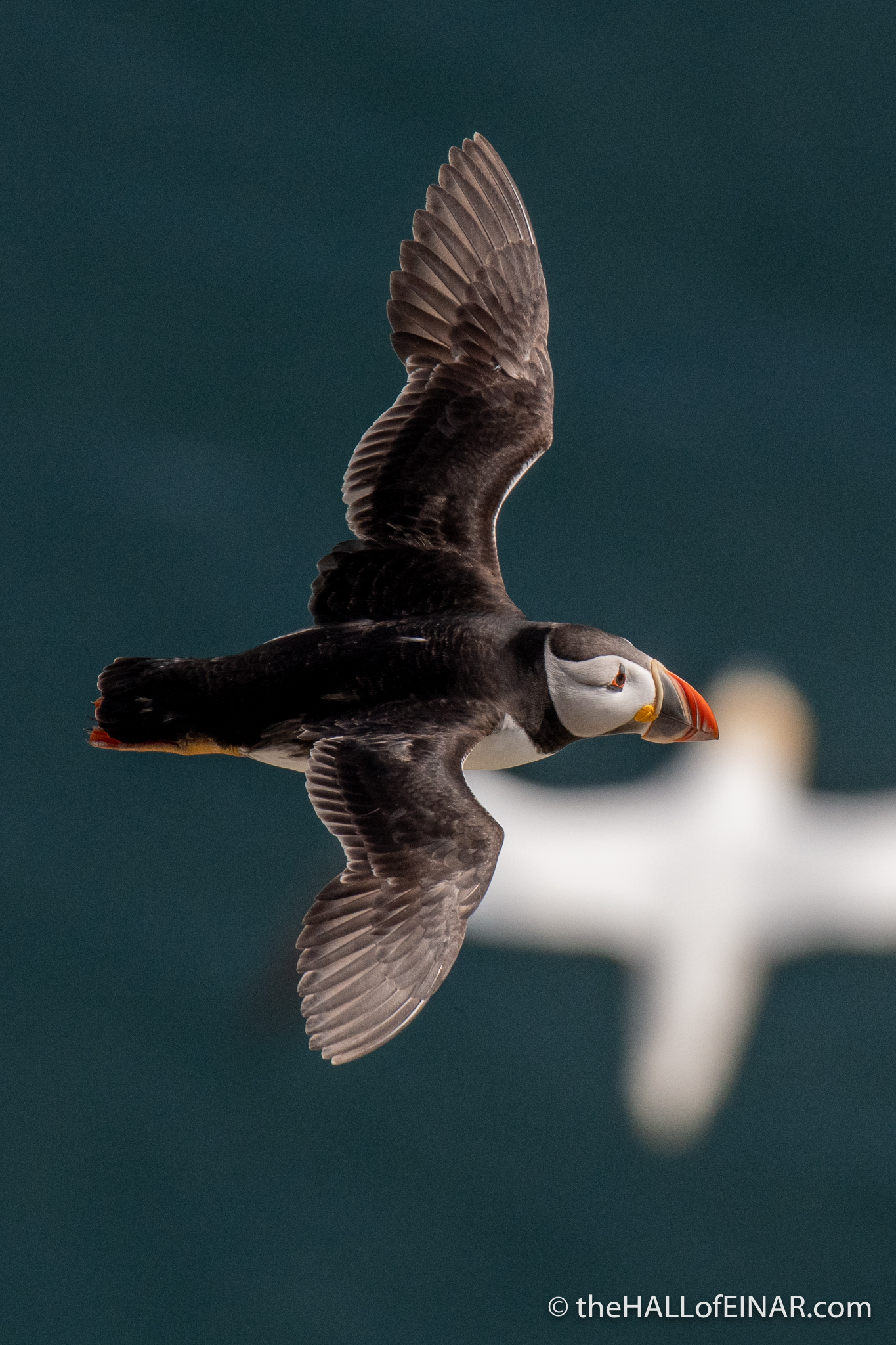 Puffin at Bempton - The Hall of Einar - photograph (c) David Bailey (not the)