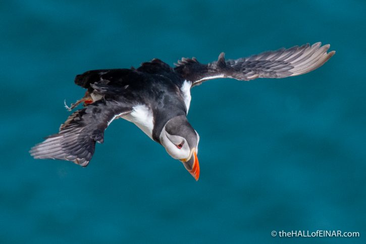Puffin - Bempton - The Hall of Einar - photograph (c) David Bailey (not the)