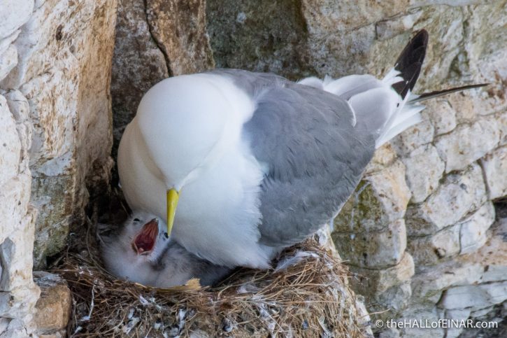 Kittiwake with chick - Bempton - The Hall of Einar - photograph (c) David Bailey (not the)