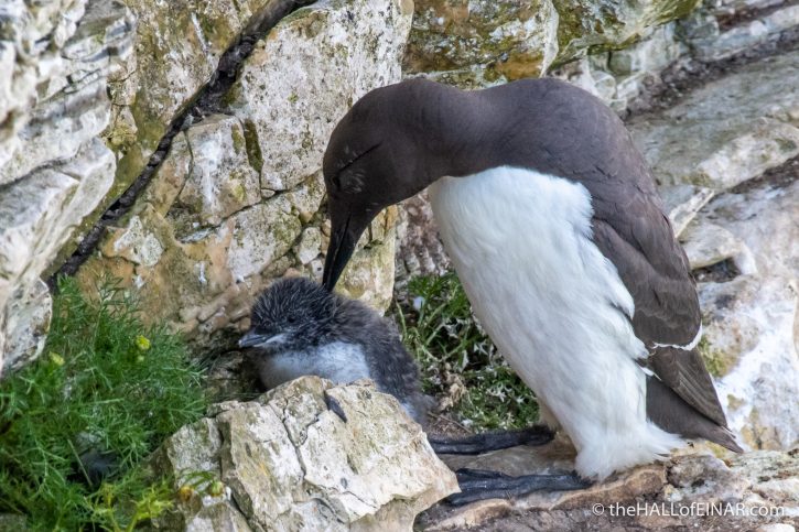 Guillemot with chick - Bempton - The Hall of Einar - photograph (c) David Bailey (not the)
