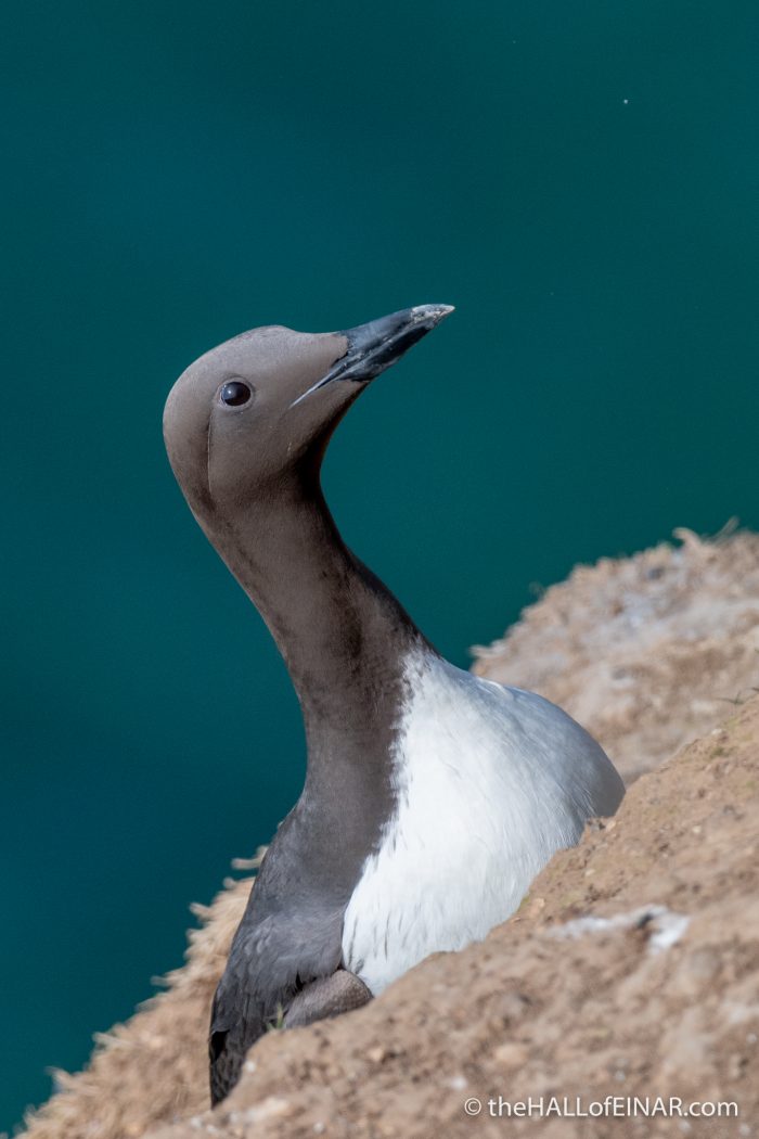 Guillemot at Bempton - The Hall of Einar - photograph (c) David Bailey (not the)