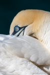 Gannet at Bempton - The Hall of Einar - photograph (c) David Bailey (not the)