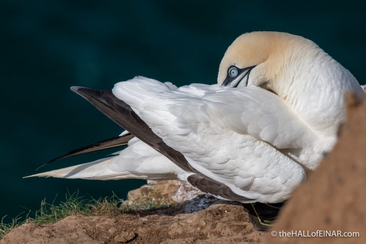 Gannet at Bempton - The Hall of Einar - photograph (c) David Bailey (not the)