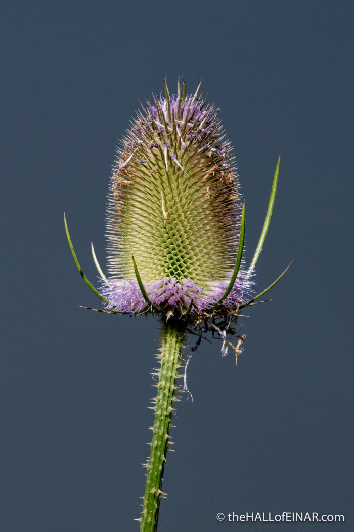 Teasel - Boys Hall Moat - photograph (c) David Bailey (not the)