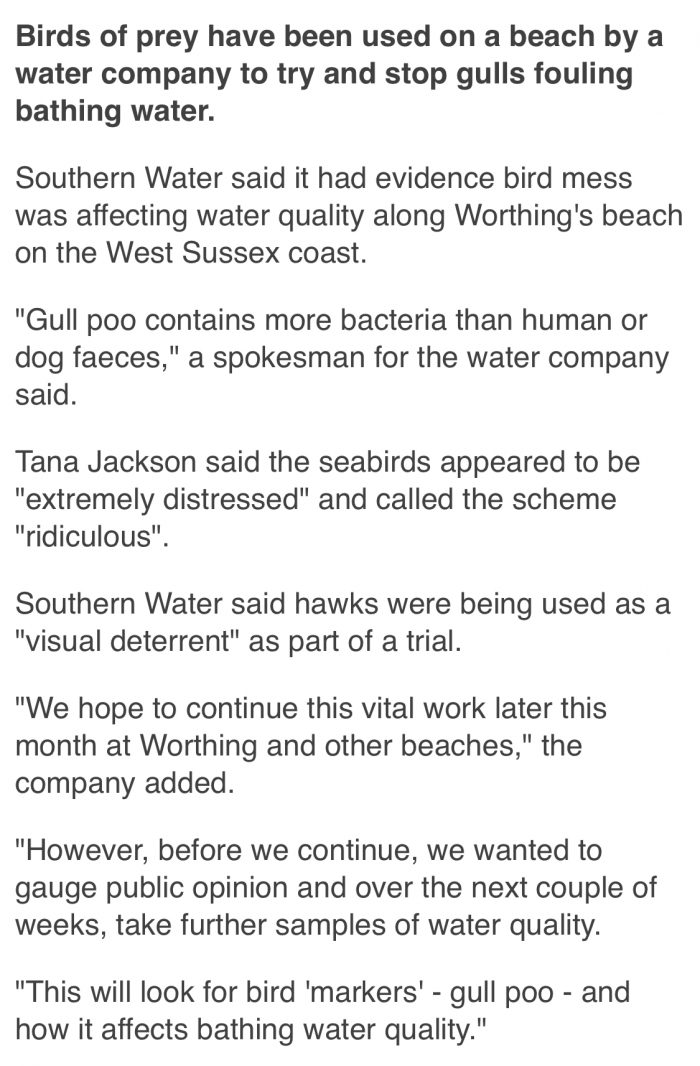 BBC News Worthing - Hawks used in bid to stop gulls pooing in sea at Worthing