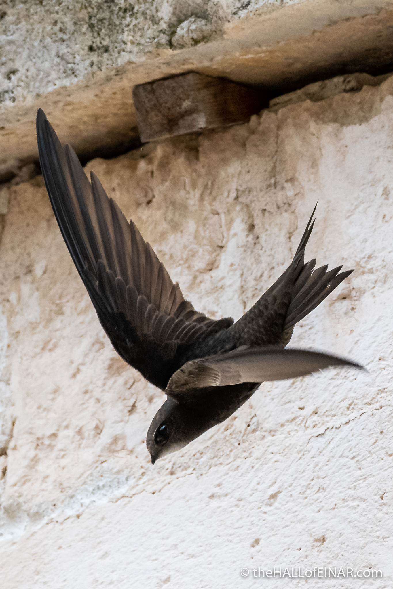 Swifts in Matera - The Hall of Einar - photograph (c) David Bailey (not the)