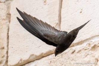 Swifts in Matera - The Hall of Einar - photograph (c) David Bailey (not the)