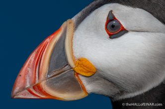 Monday's Puffin - The Hall of Einar - photograph (c) David Bailey (not the)