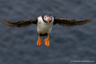 Tuesday's Puffin - The Hall of Einar - photograph (c) David Bailey (not the)