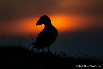 Wednesday's Puffin - The Hall of Einar - photograph (c) David Bailey (not the)