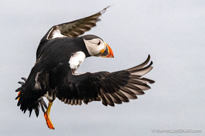 Thursday's Puffin - The Hall of Einar - photograph (c) David Bailey (not the)