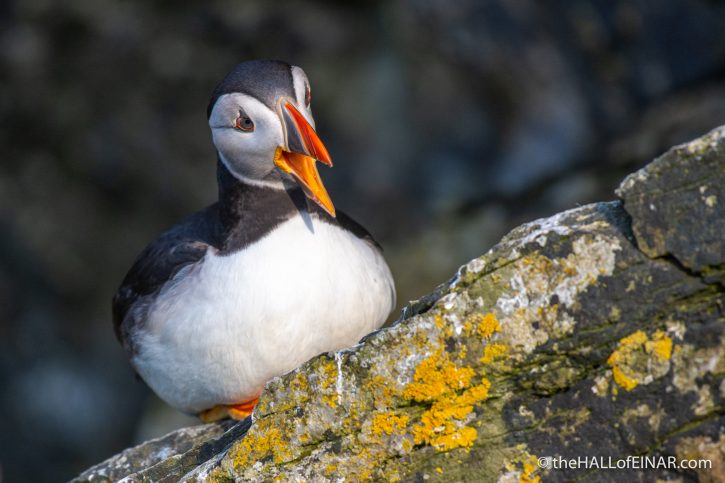 Friday's Puffin - The Hall of Einar - photograph (c) David Bailey (not the)