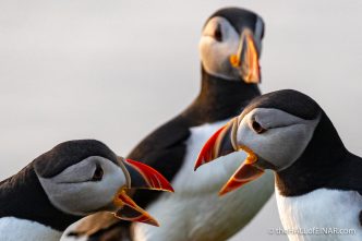 Saturday's Puffin - The Hall of Einar - photograph (c) David Bailey (not the)