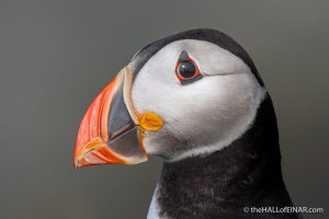 Sunday's Puffin - The Hall of Einar - photograph (c) David Bailey (not the)