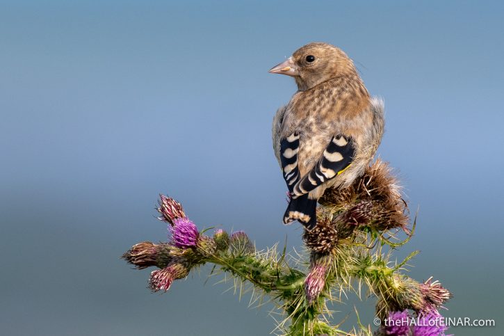 Juvenile Goldfinch - The Hall of Einar - photograph (c) David Bailey (not the)