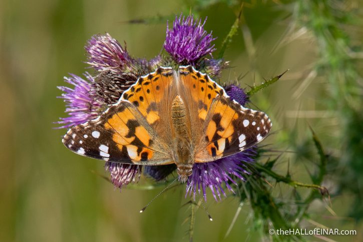 Painted Lady Butterfly - The Hall of Einar - photograph (c) David Bailey (not the)